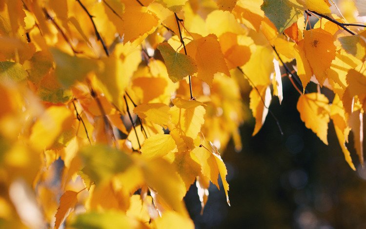 деревья, природа, дерево, листья, осень, осенние обои, trees, nature, tree, leaves, autumn, autumn wallpaper