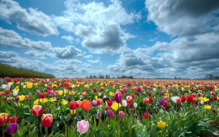 небо, природа, поле, тюльпаны, the sky, nature, field, tulips