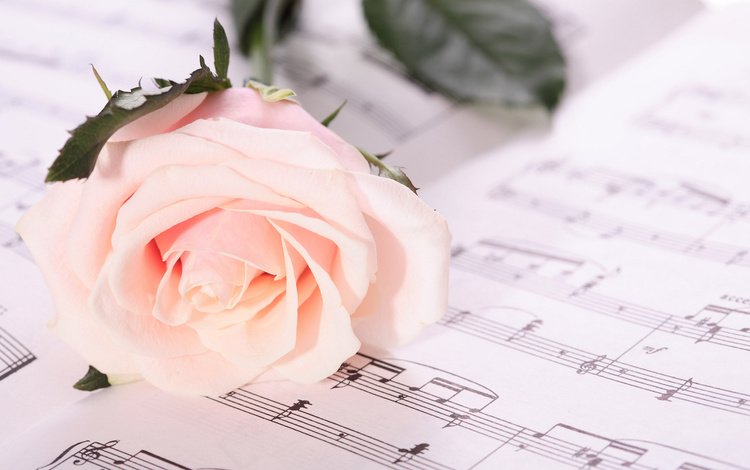 обои, цветок, ноты, роза, лепестки, бутон, wallpaper, flower, notes, rose, petals, bud