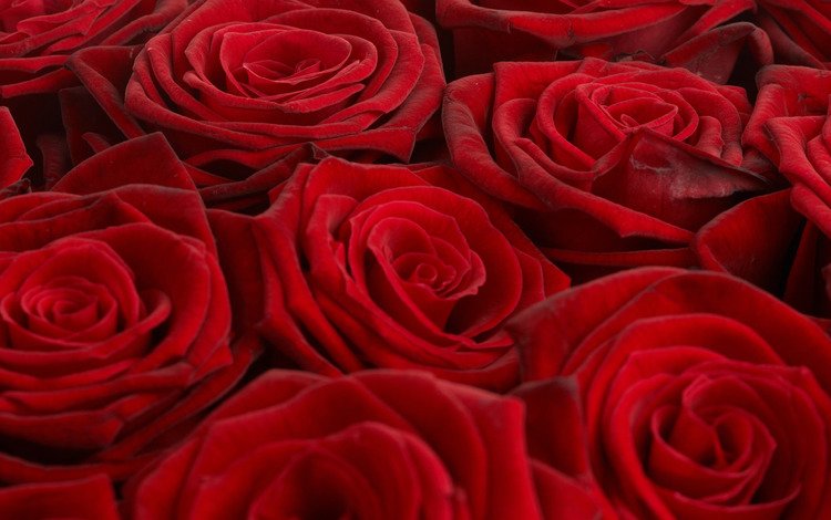 обои, розы, красный, букет, wallpaper, roses, red, bouquet