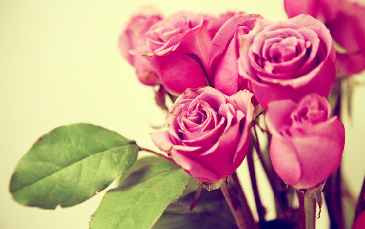 цветы, бутоны, листья, макро, розы, лепестки, букет, розовые, flowers, buds, leaves, macro, roses, petals, bouquet, pink