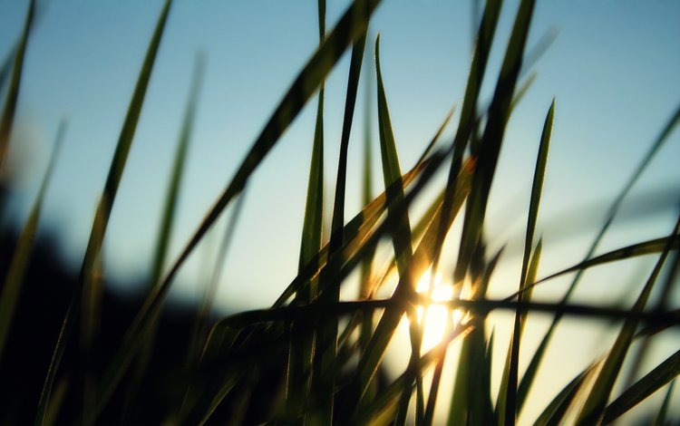 трава, солнце, лучи, размытость, grass, the sun, rays, blur