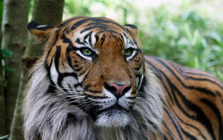 тигр, шкура, серьезный, tiger, skin, serious