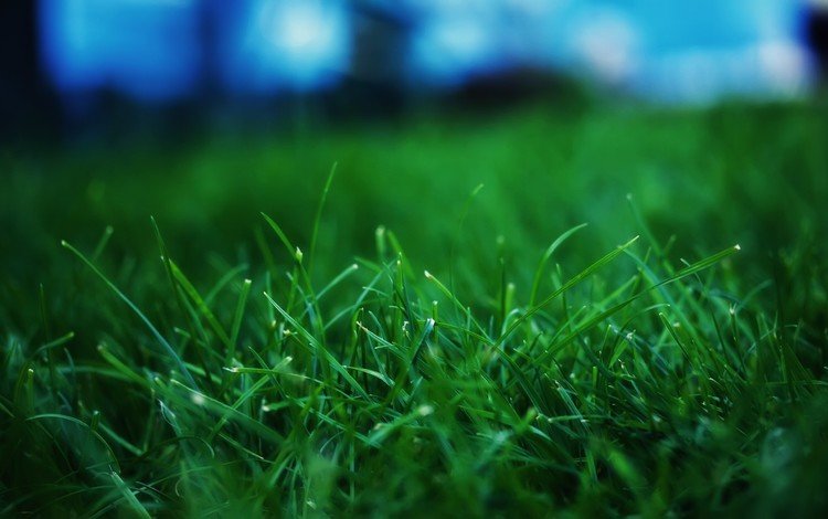 трава, макросьемка, grass, microsemi