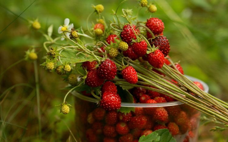 ягоды, стакан, земляника, berries, glass, strawberries