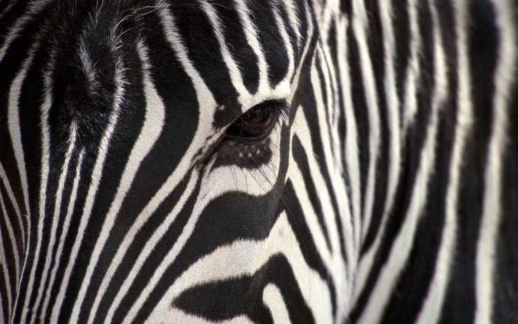 полосы, зебра, черный, белый, крупным планом, strip, zebra, black, white, closeup