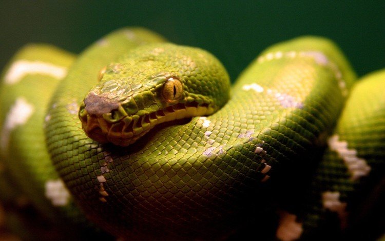 зелёный, змея, рептилия, пресмыкающиеся, green, snake, reptile, reptiles
