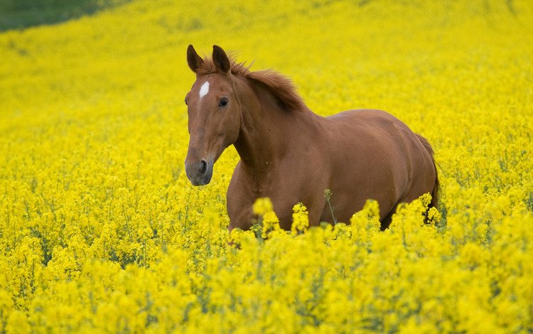 небо, лошади, кони, цветы, конь, лошадь, желтые, жеребец, природа, растения, фото, животные, поле, the sky, horses, flowers, yellow, horse, stallion, nature, plants, photo, animals, field