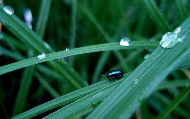 трава, жук, капли, grass, beetle, drops