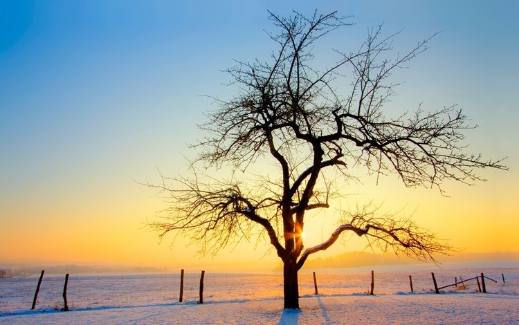 снег, дерево, закат, зима, snow, tree, sunset, winter