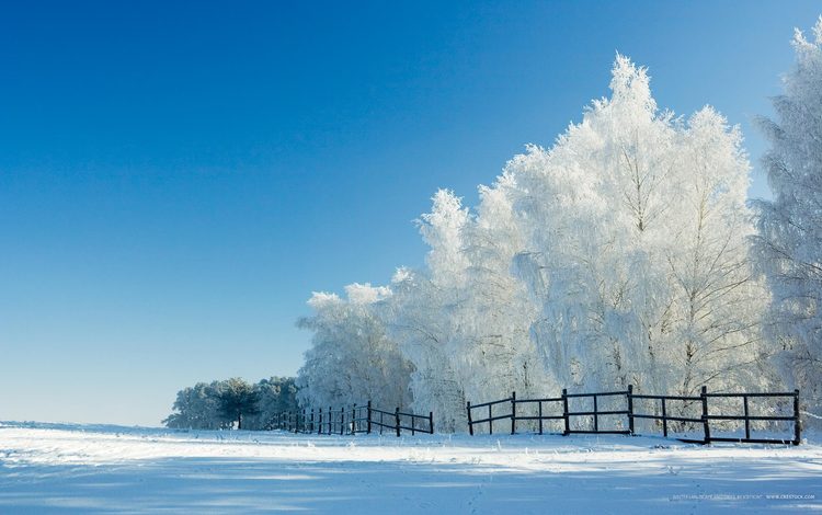 деревья, снег, зима, забор, trees, snow, winter, the fence