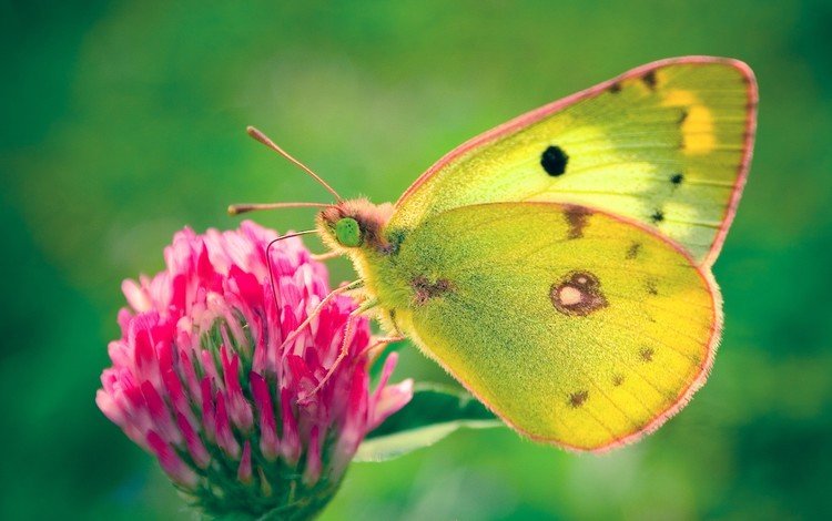 клевер, зелёный, бабочка, clover, green, butterfly