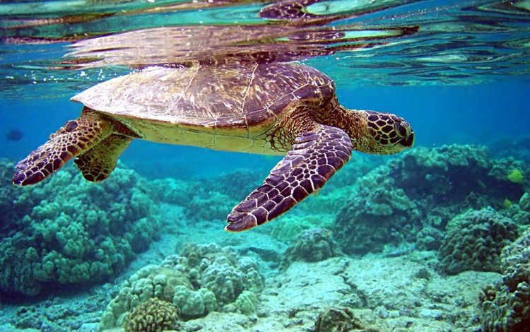 вода, черепаха, дно, кораллы, water, turtle, the bottom, corals