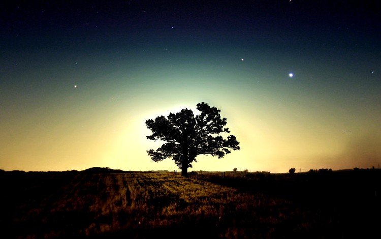 дерево, утро, звезды, tree, morning, stars