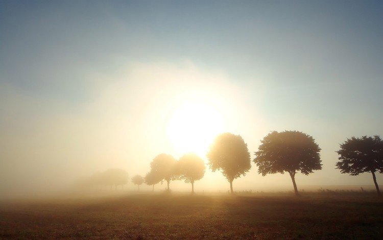деревья, солнце, туман, поле, trees, the sun, fog, field