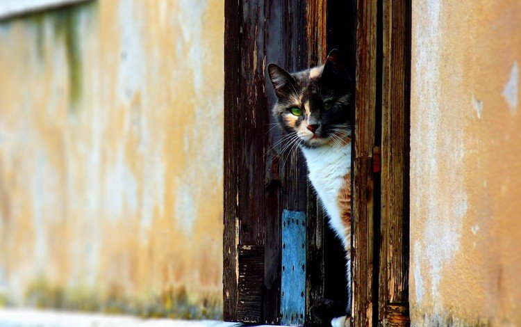 кот, стена, дверь, cat, wall, the door