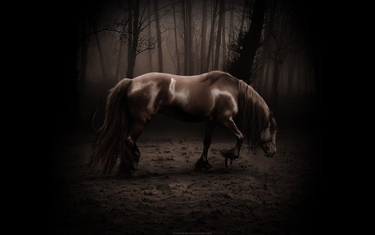 лошадь, темный фон, конь, коняшка, страшно, horse, the dark background, konyashka, scary