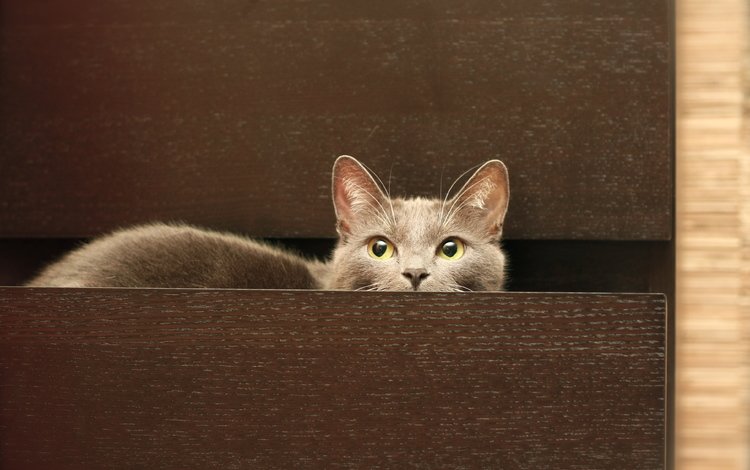 кот, мордочка, кошка, взгляд, серый, комод, cat, muzzle, look, grey, chest