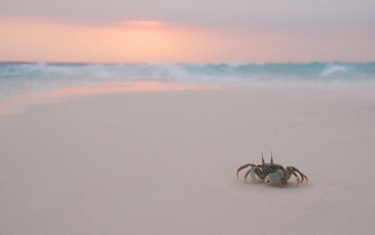 вечер, пляж, крабик, the evening, beach, crab