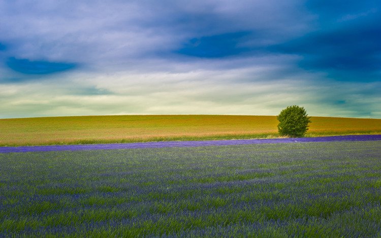 поле, лаванда, англия, field, lavender, england