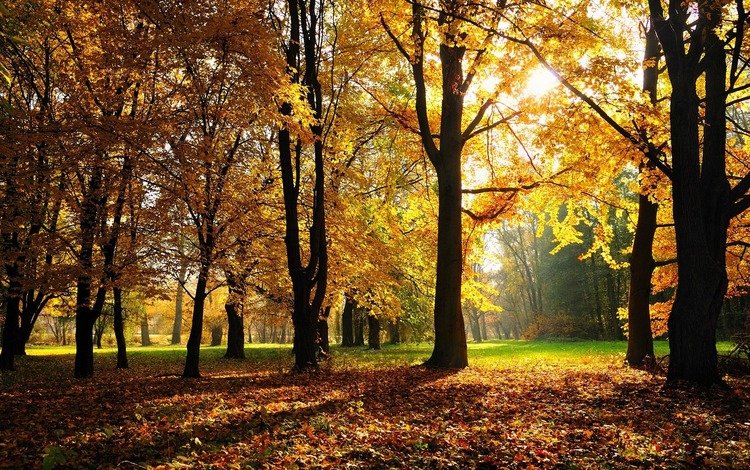 трава, деревья, обои, лес, парк, листва, осень, grass, trees, wallpaper, forest, park, foliage, autumn