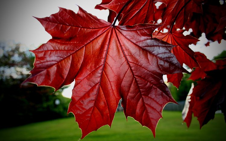 листья, красные, клёна, leaves, red, maple
