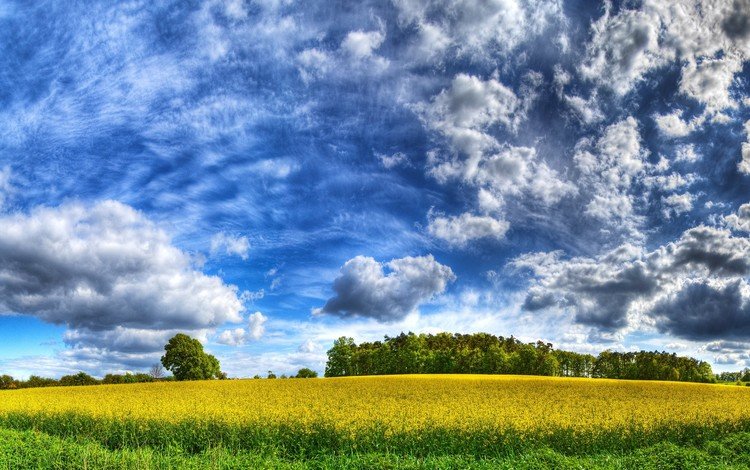 небо, облака, желтый, поле, the sky, clouds, yellow, field