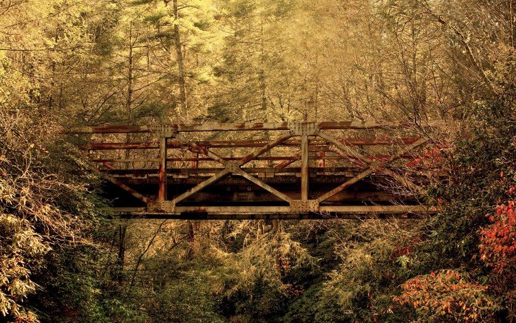 лес, листья, мост, осень, южная каролина, forest, leaves, bridge, autumn, south carolina