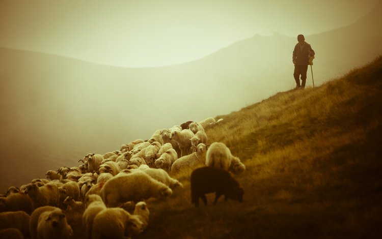 горы, пастух, фото, животные, пейзажи, красота, овцы, овчарка, овечки, пастырь, mountains, photo, animals, landscapes, beauty, sheep, shepherd
