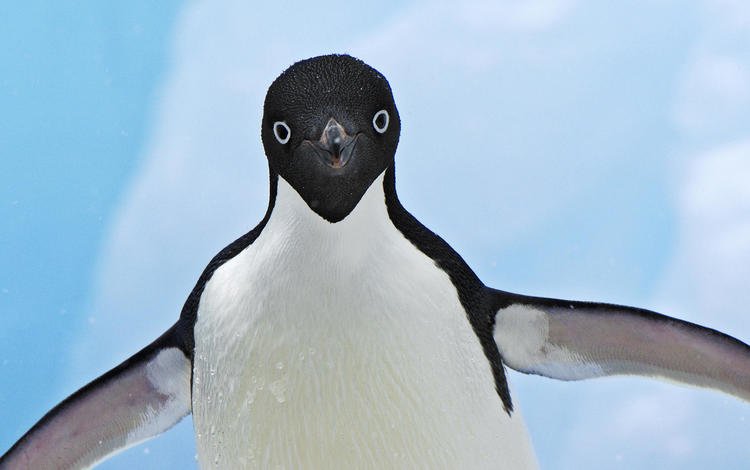 снег, крылья, пингвин, антарктика, пингвин адели, snow, wings, penguin, antarctica, penguin adelie