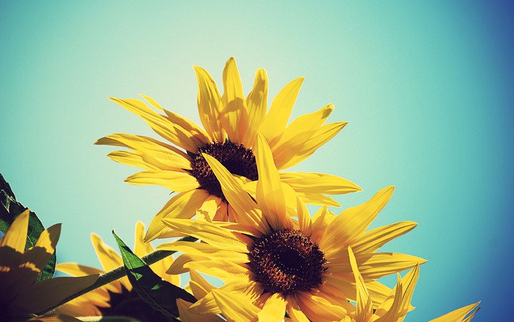 небо, цветы, желтый, лето, подсолнух, подсолнухи, синее, the sky, flowers, yellow, summer, sunflower, sunflowers, blue