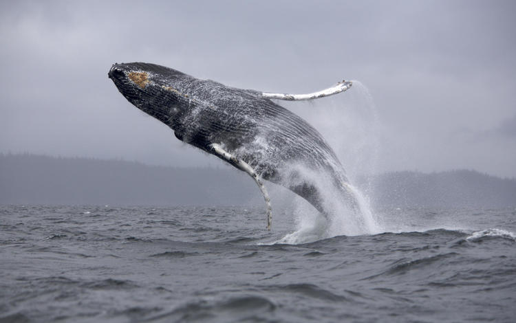 полет, океан, объем, хвост, кит, горбатый кит, flight, the ocean, the volume, tail, kit, humpback whale