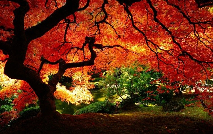 природа, осень, сад, красно, желтые листья, nature, autumn, garden, red, yellow leaves