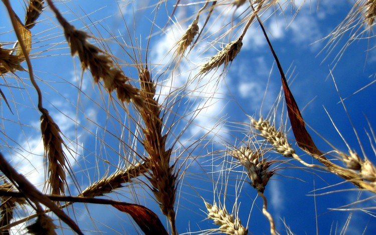 небо, природа, поля, колосья, пшеница, the sky, nature, field, ears, wheat