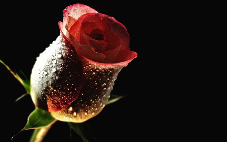 цветок, роса, капли, роза, бутон, черный фон, flower, rosa, drops, rose, bud, black background