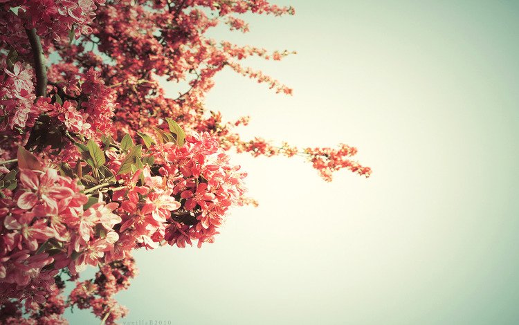 дерево, цвет, весна, springtime, tree, color, spring