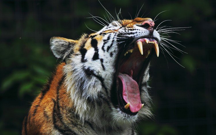 тигр, клыки, пасть, tiger, fangs, mouth