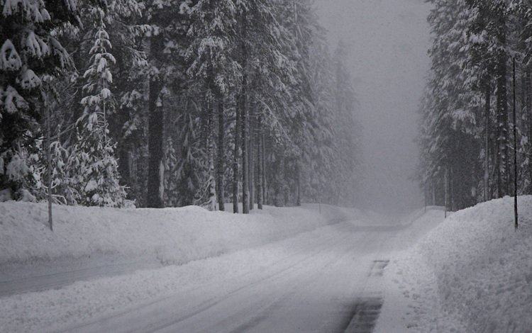 дорога, снег, зима, ельник, road, snow, winter, spruce forest