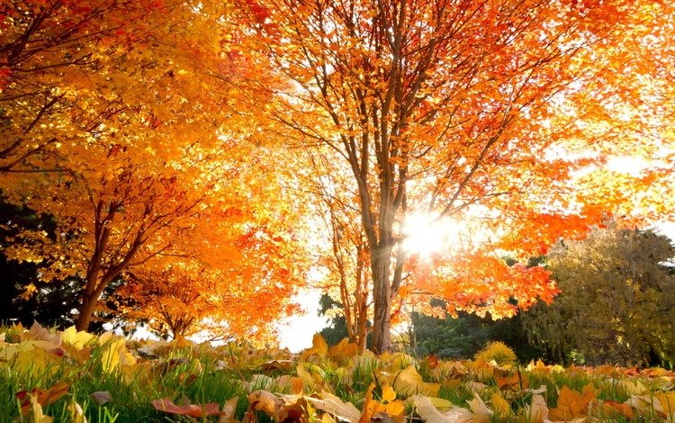 деревья, листья, осень, красивые, кленовые, осен, trees, leaves, autumn, beautiful, maple