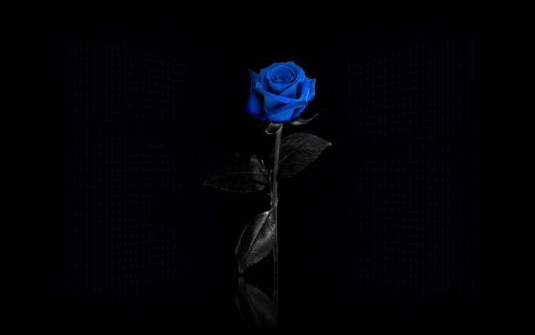 сетка, черный фон, синяя роза, mesh, black background, blue rose