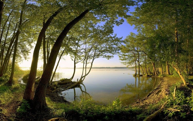 деревья, озеро, берег, trees, lake, shore