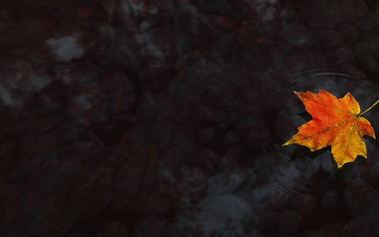 вода, осень, клен, кленовый лист, water, autumn, maple, maple leaf