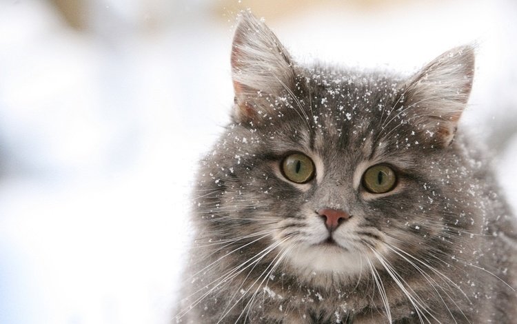 обои, зима, снежинки, кошка, wallpaper, winter, snowflakes, cat