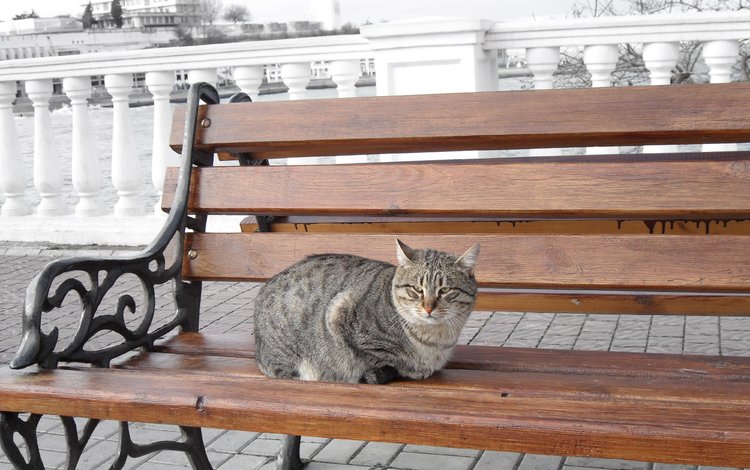 море, кот, кошка, скамейка, ушки, полосатый, sea, cat, bench, ears, striped