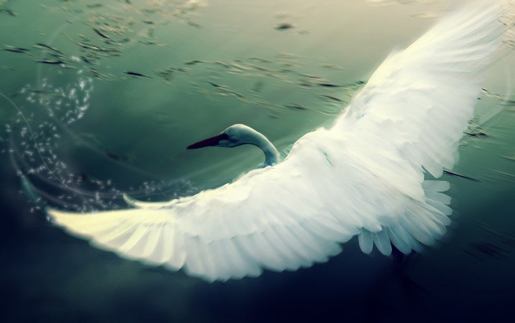 рисунок, крылья, лебедь, figure, wings, swan
