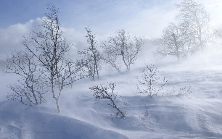 деревья, снег, обои, лес, зима, холод, холм, вьюга, trees, snow, wallpaper, forest, winter, cold, hill, blizzard