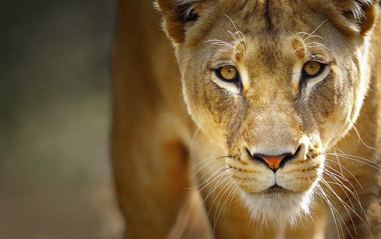 глаза, морда, усы, хищник, лев, львица, eyes, face, mustache, predator, leo, lioness