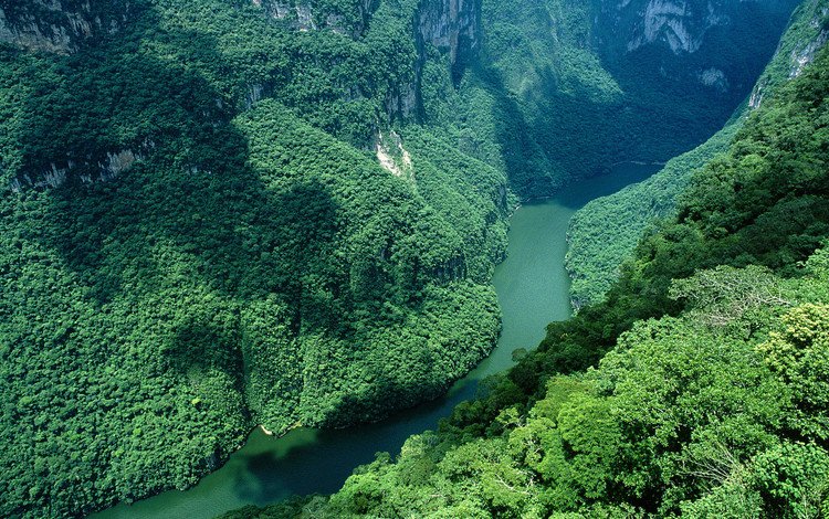 река, горы, лес, зелёный, ущелье, мексика, river, mountains, forest, green, gorge, mexico