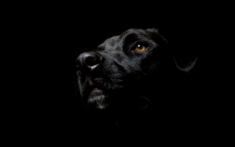 мордочка, взгляд, собака, черный фон, глаз, морда в тени, пятак, лабрадор ретривер, muzzle, look, dog, black background, eyes, face in the shadows, penny, labrador retriever