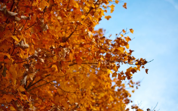 дерево, листья, осень, красный, tree, leaves, autumn, red